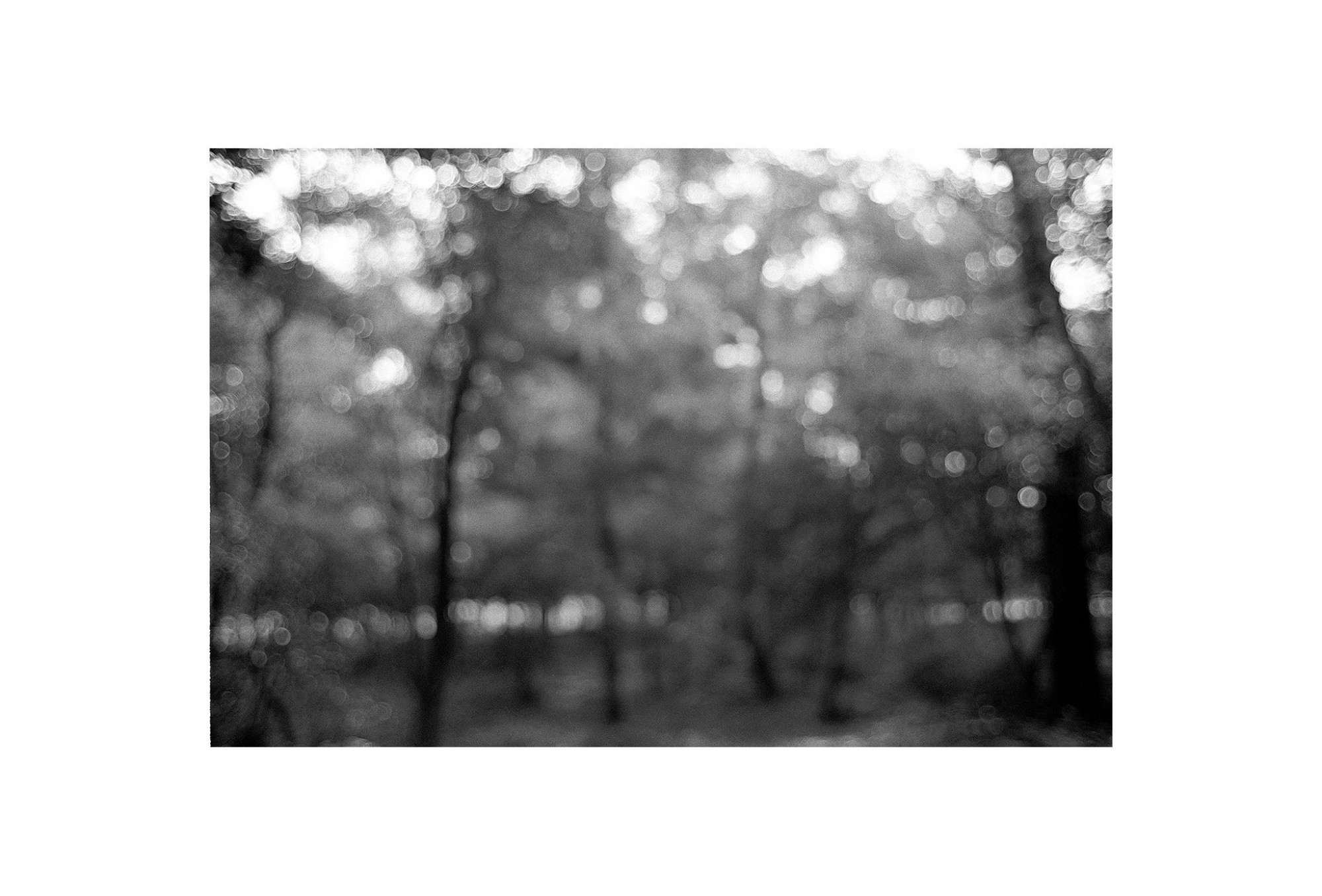Afbeelding: Uit de reeks: Bomen en het licht daarom heen. - nr. 96-48-15, fotokunst Dominique Van Huffel.