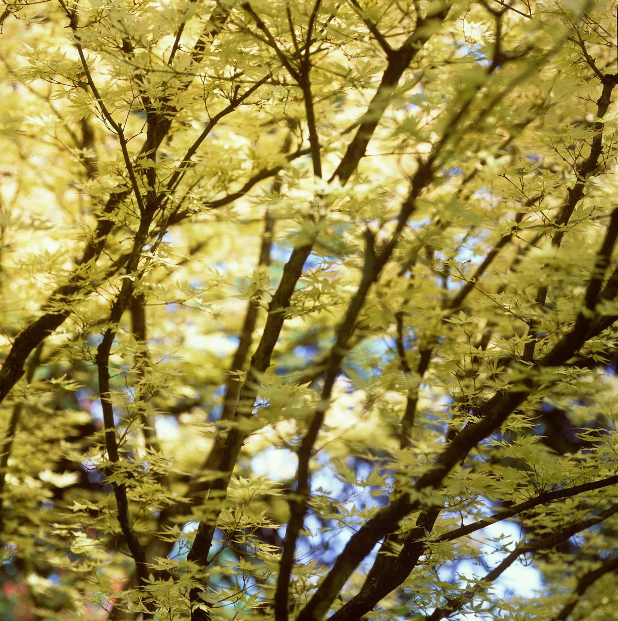 Afbeelding: Fotografie tuinarchitectuur, fotografie bloemen en planten, bomen en struiken, foto Van Huffel. Acer coral, ontwaken in de lente.